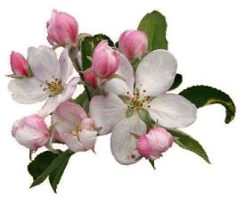 apple blossom