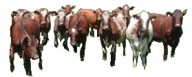 herd of dairy shorthorn cattle
