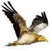 Egyptian vulture