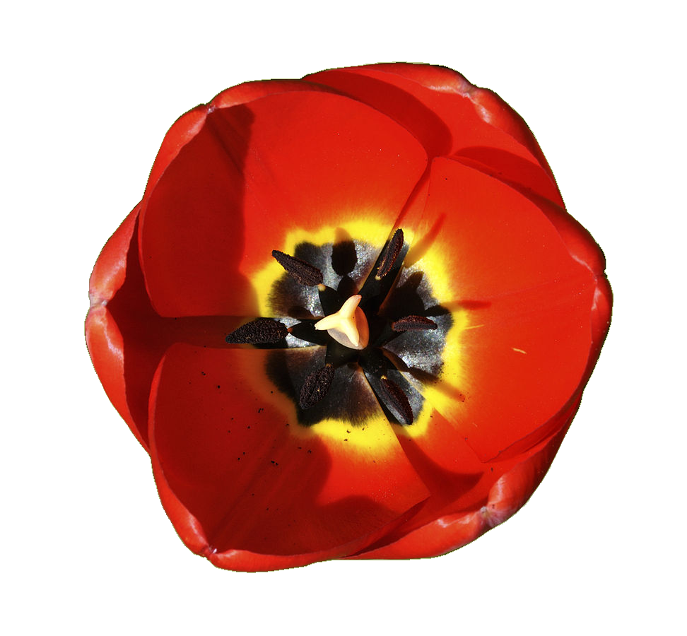 red Darwin Hybrid type tulip with a black centre bordered with yellow