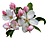 apple blossom
