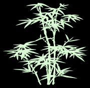 bamboo