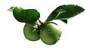 unripe apples