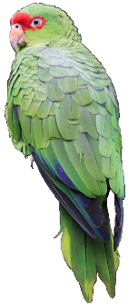green parrot