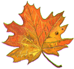 sugar maple leaf