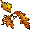 autumn oak leaves